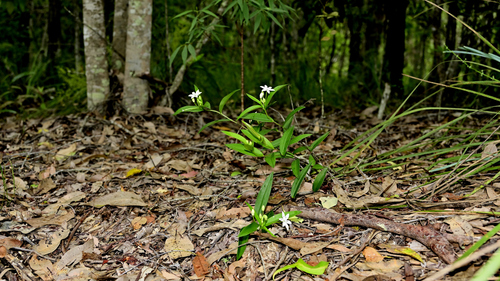 Schelhammera multiflora (Schelhammera multiflora)