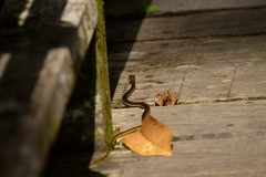 Dendrelaphis caudolineatus