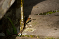Dendrelaphis caudolineatus
