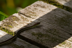 Dendrelaphis caudolineatus