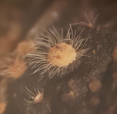 Volutella ciliata