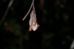 Hipposideros diadema