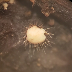 Volutella ciliata