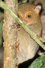 Cephalopachus bancanus