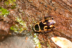 Sundablatta pulcherrima