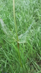 Salvia pratensis