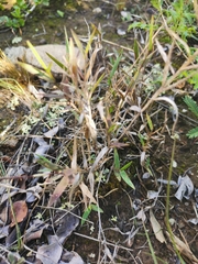 Panicum coloratum coloratum