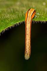Haemadipsa guangchuanensis