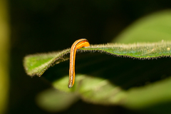 Haemadipsa guangchuanensis