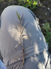 Panicum coloratum coloratum