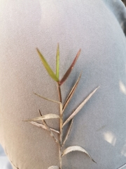 Panicum coloratum coloratum