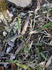 Panicum coloratum coloratum
