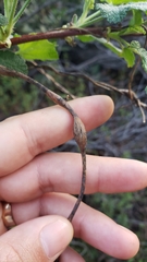 Neolasioptera convolvuli