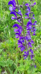 Salvia pratensis