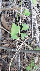 Neolasioptera convolvuli