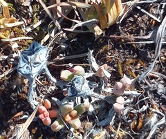 Trichodiadema occidentale