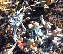 Trichodiadema occidentale