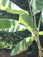 Musa acuminata