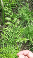 Pteridium pinetorum