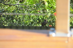 Anthochaera chrysoptera