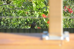 Anthochaera chrysoptera