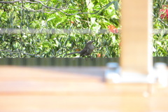 Anthochaera chrysoptera