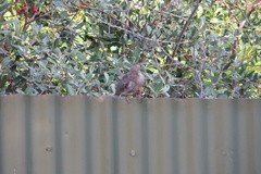 Anthochaera chrysoptera