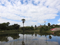 Borassus flabellifer