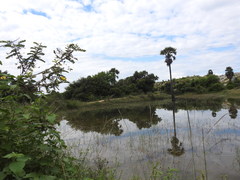 Borassus flabellifer