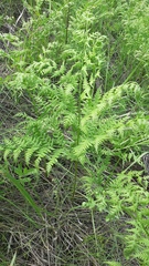 Pteridium pinetorum