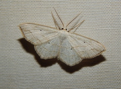Scopula curvimargo