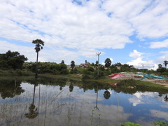 Borassus flabellifer