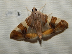 Glyphodes bitriangulalis