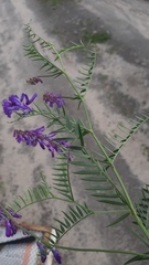 Vicia cracca