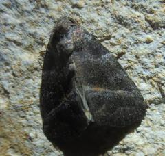 Ogdoconta altura