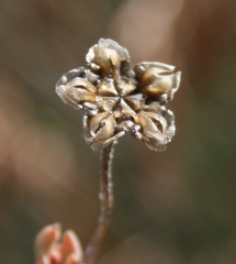 Trichodiadema occidentale