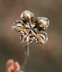 Trichodiadema occidentale