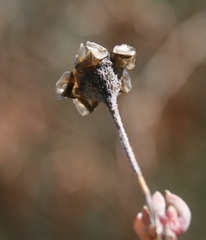 Trichodiadema occidentale