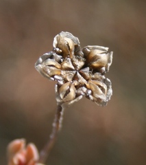 Trichodiadema occidentale