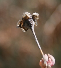 Trichodiadema occidentale