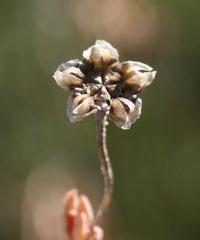 Trichodiadema occidentale
