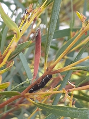 Eurymeloides bicincta