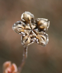 Trichodiadema occidentale