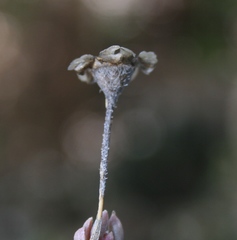 Trichodiadema occidentale