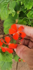 Pelargonium inquinans