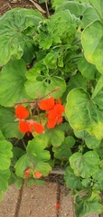 Pelargonium inquinans