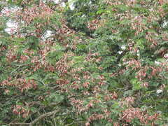 Peltophorum pterocarpum