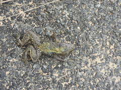 Hoplobatrachus crassus