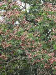 Peltophorum pterocarpum