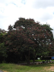 Peltophorum pterocarpum